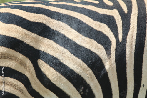 Zebra Pattern Closeup 