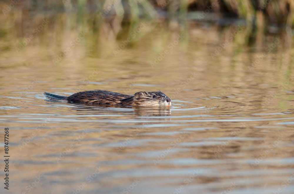 Muskrat swimming in the water. Russian nature Muskrat swimming in the water. Russian nature