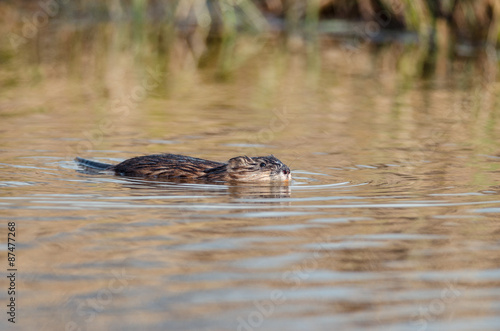 Muskrat swimming in the water. Russian nature