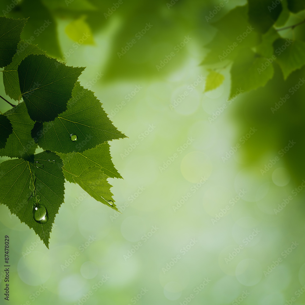 Abstract natural backgrounds. Green leaves with morning dew Abstract natural backgrounds. Green leaves with morning dew