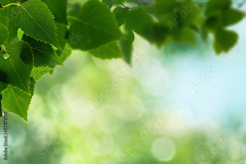 Abstract natural backgrounds. Green leaves with morning dew © Dmytro Tolokonov