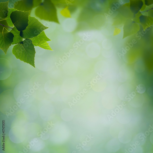 abstract natural backgrounds with green foliage and beauty bokeh