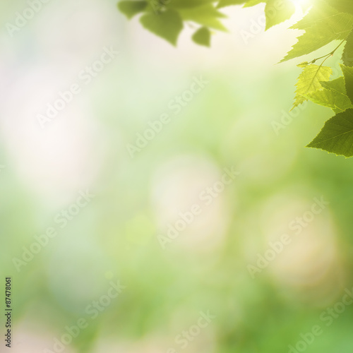 abstract natural backgrounds with green foliage and beauty bokeh