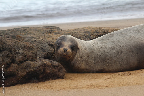 Sea Lion in the Galapagos Islands