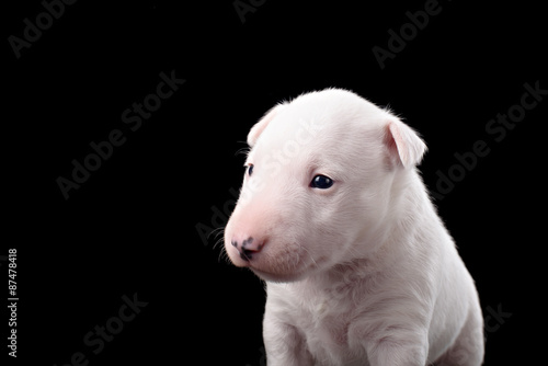 Bull Terrier puppy in decorated studio