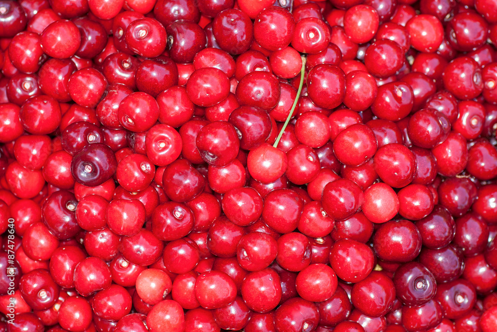 Bunch of fresh, juicy, ripe cherries