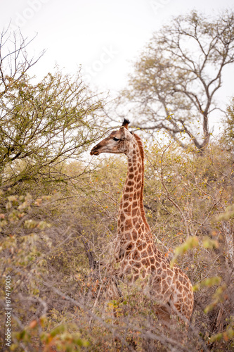 female giraffe