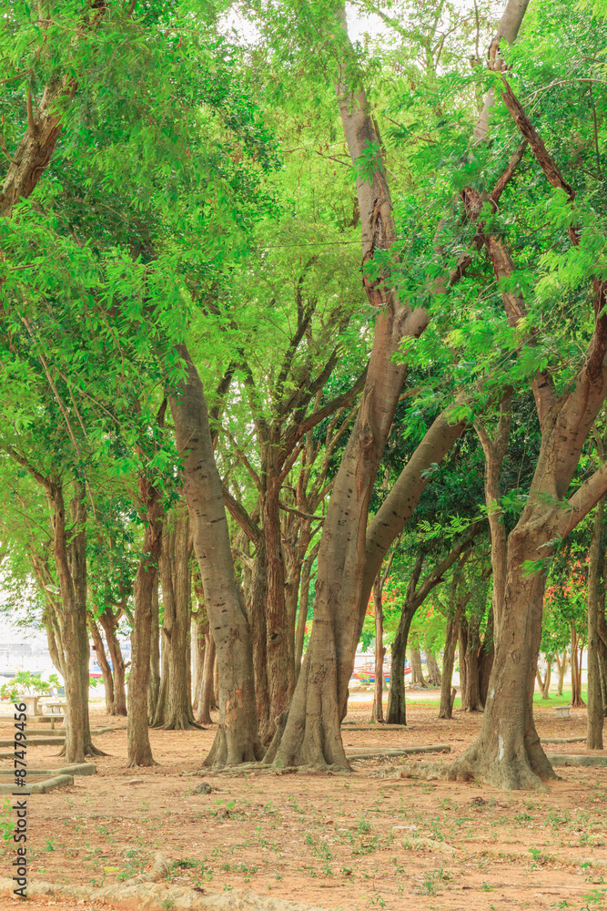Big trees at park near beach in sunshine day Big trees at park near beach in sunshine day