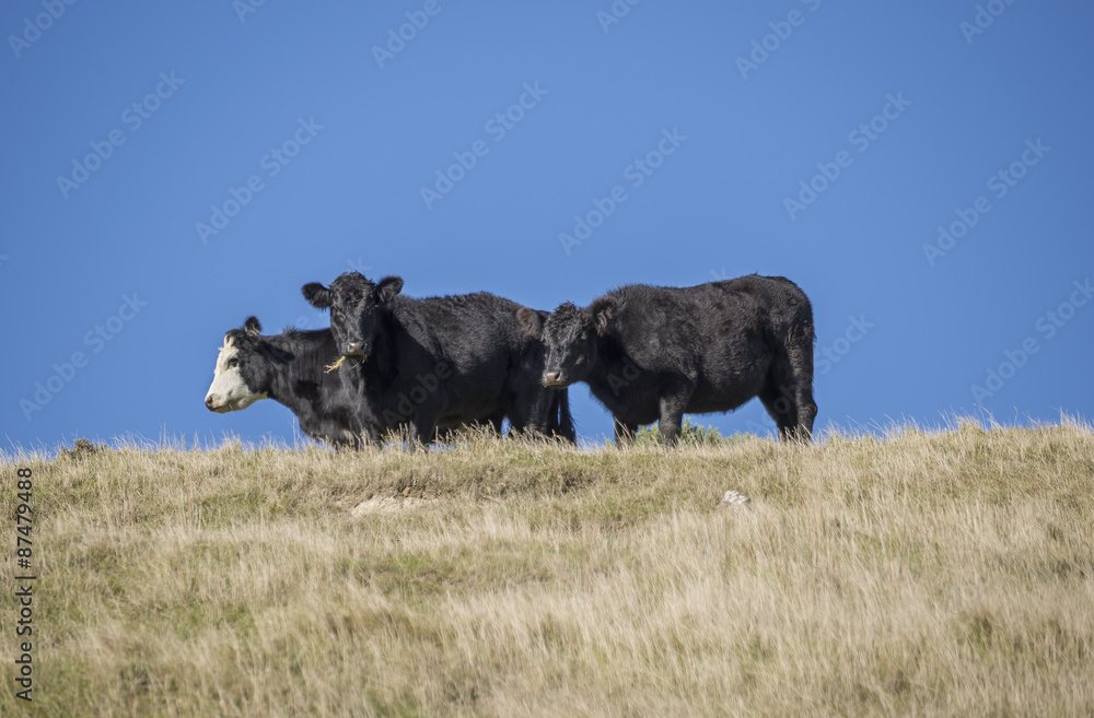 3 Young steers on the crst of a hill. two look curiously at the camera while one is grazing. One steer has a white face, and all with black hair. The grass they are on is dryish and yellow