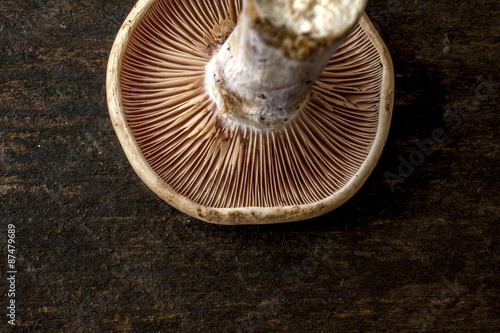 Shiitake mushroom isolated and cropped shot from above on a wooden background