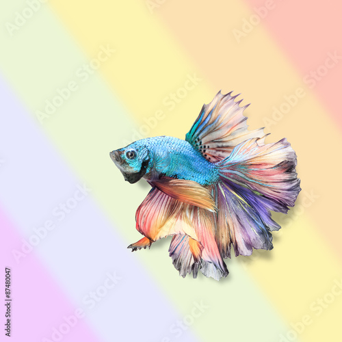 Rainbow fish and Rainbow color backgroundr,the symbol of gay pri