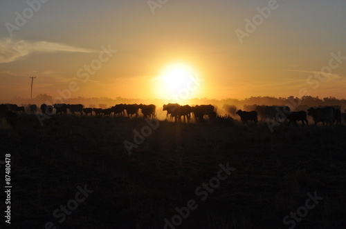 Foto Sunset cattle muster at Brewarrina