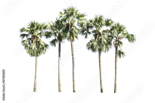 Asian Palmyra palm, Toddy palm, Sugar palm, Cambodian palm, palm