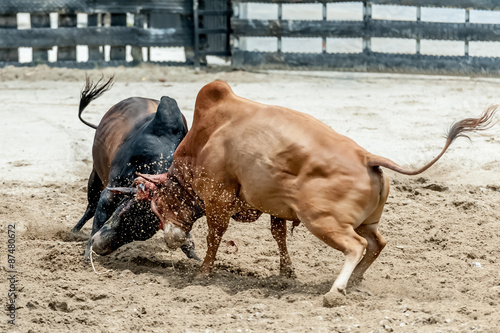 Bull fighting