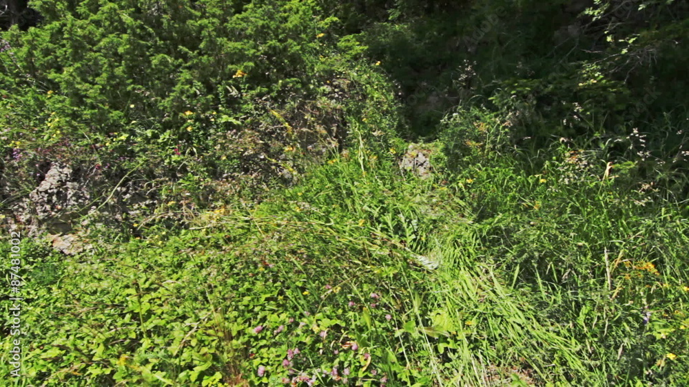 Walking through forest, steady cam shot. Personal perspective of walking on a path in the forest, steady cam shot. Walking through forest, steady cam shot. Personal perspective of walking on a path in the forest, steady cam shot.