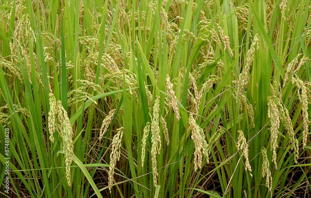 Fototapeta premium Ears of Rice