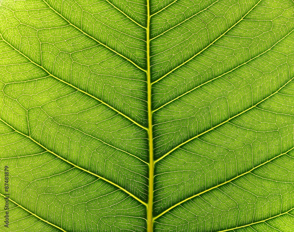 Obraz premium pho leaf