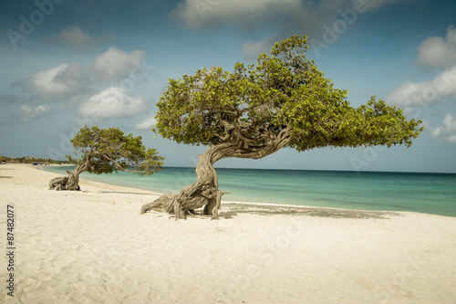 Divi divi trees on Eagle beach - Aruba island