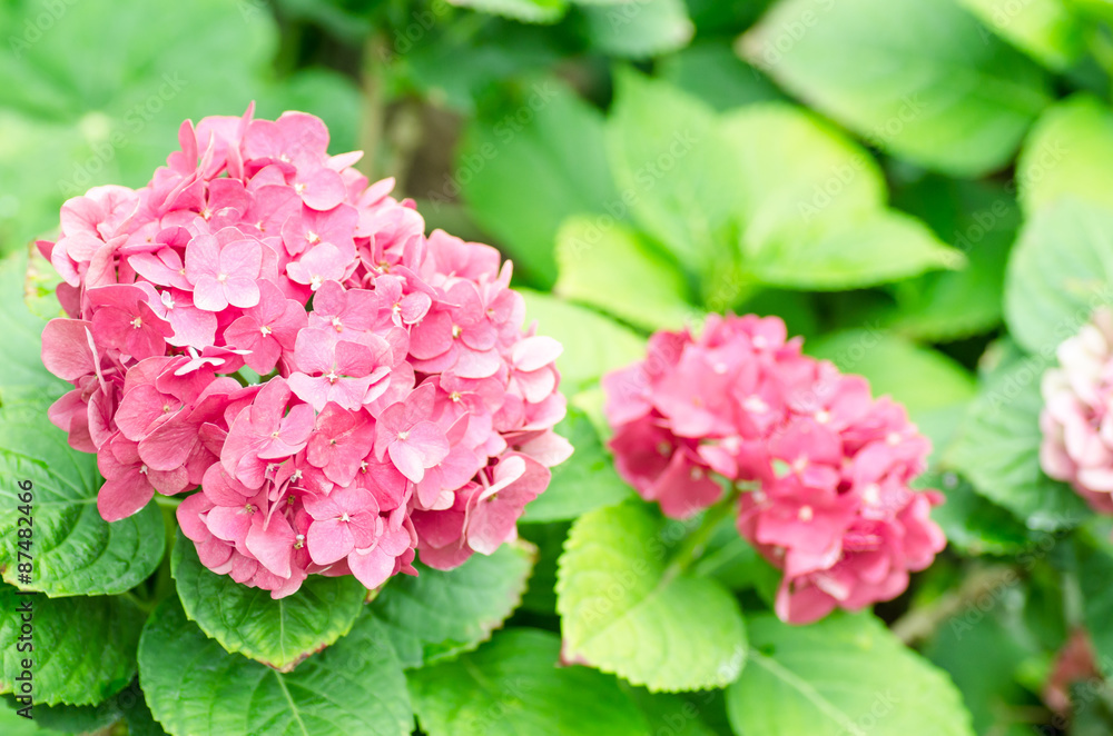 Pink hydrangea flower are blossom in the garden Pink hydrangea flower are blossom in the garden