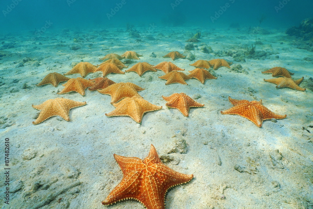 Cushion sea stars Oreaster reticulatus undersea Cushion sea stars Oreaster reticulatus undersea