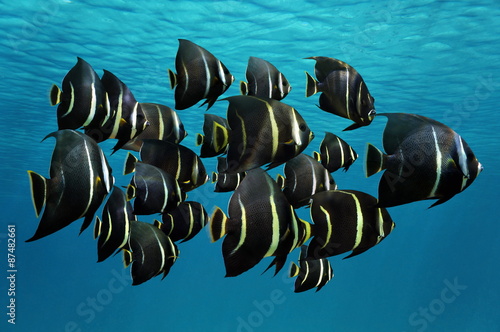 School of tropical fish French angelfish
