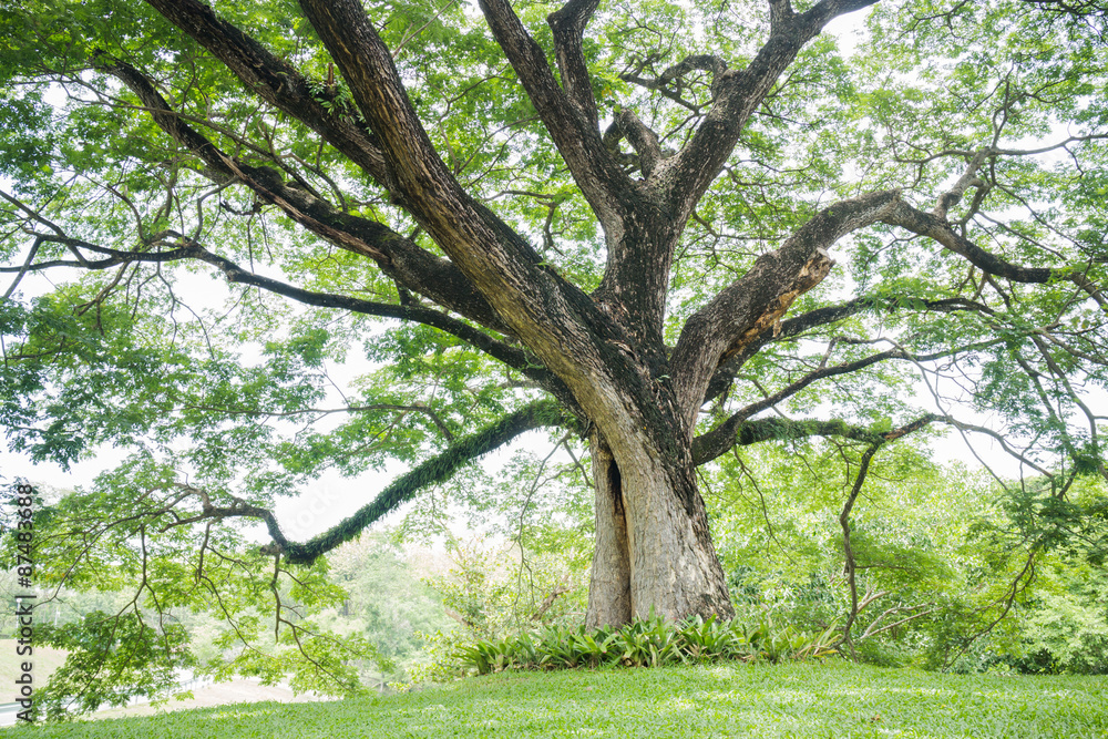 Obraz premium Big tree with fresh green leaves