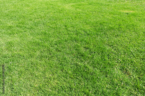 Closeup of a lush green grass field