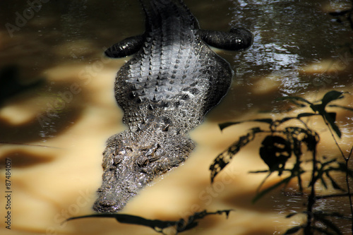 Crocodile  Sarawak Borneo