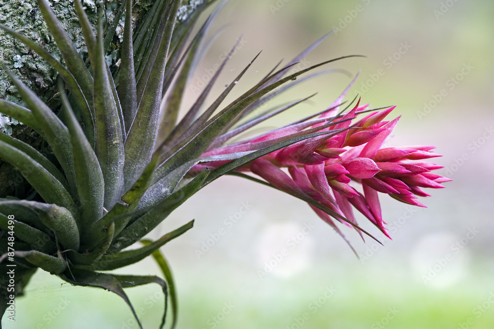 Bromeliad Tillandsia geminiflora Bromeliad Tillandsia geminiflora