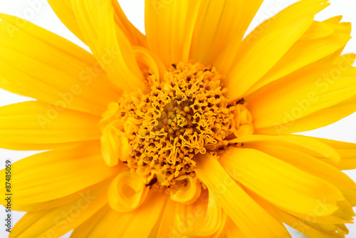 Closeup photo of a yellow daisy flowers