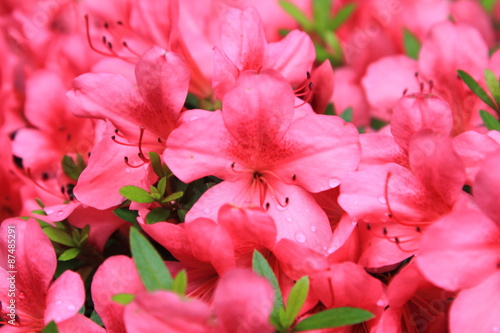 Pelargonium geranium group bright cerise pink flowers