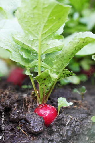 radish grows in soil