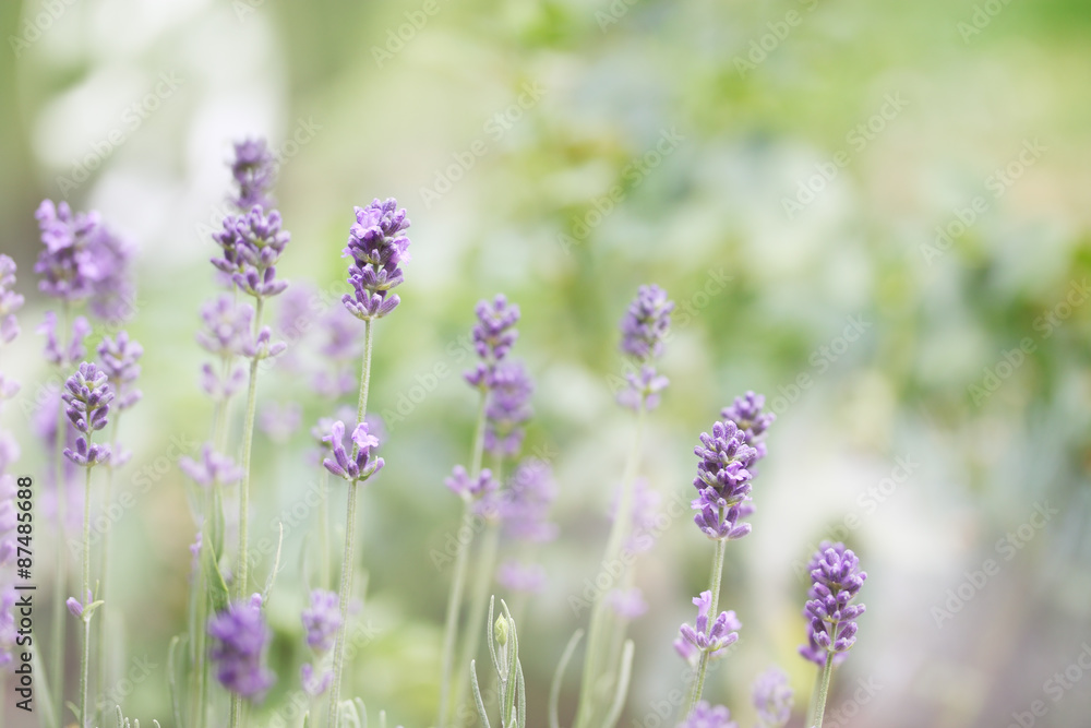 lavender close-up lavender close-up