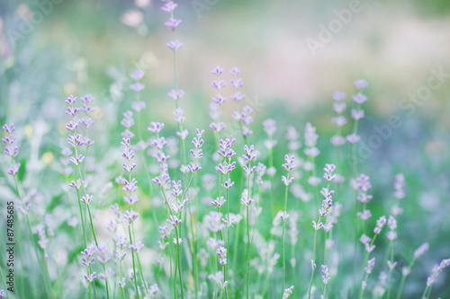 lavender, tinted