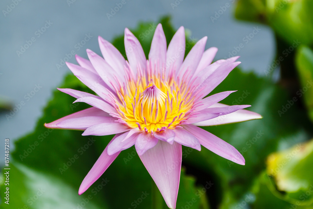 Lotus flower Lotus flower