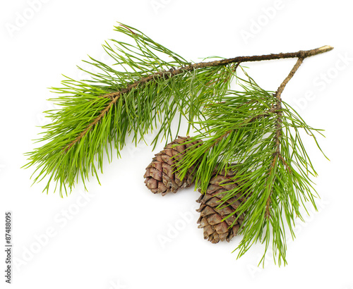 Green cedar branch with cones on white isolated
       photo