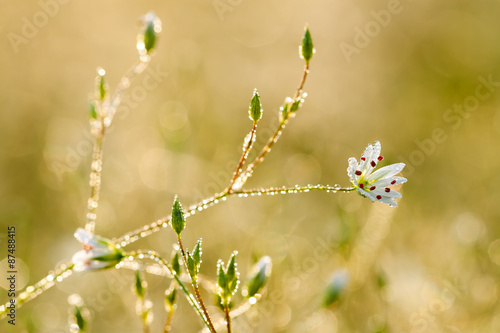 flowers blossoming on a meadow
