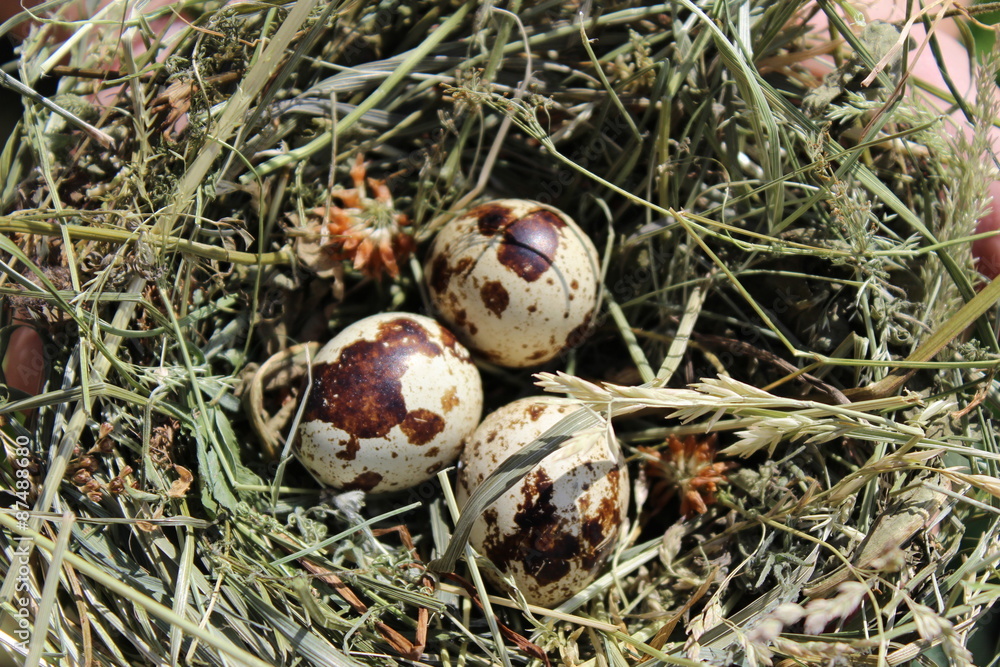 Obraz premium яйца в гнезде