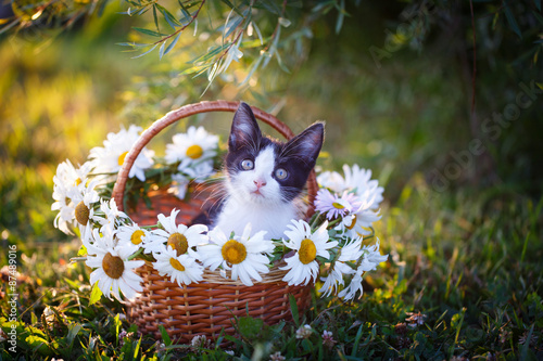 Fototapeta Naklejka Na Ścianę i Meble -  kitten in nature