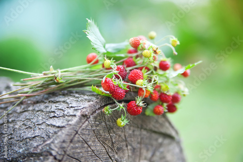 Branches of fresh wild wild strawberry on old wood of a log