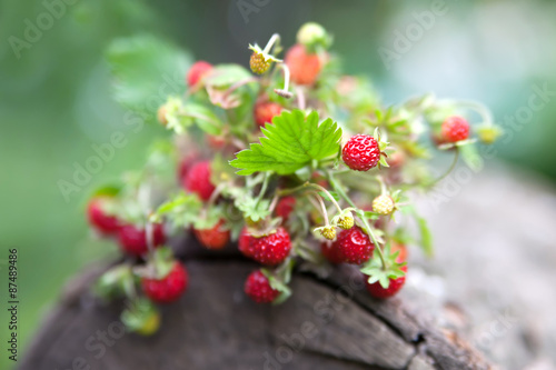 Branches of fresh wild wild strawberry on old wood of a log