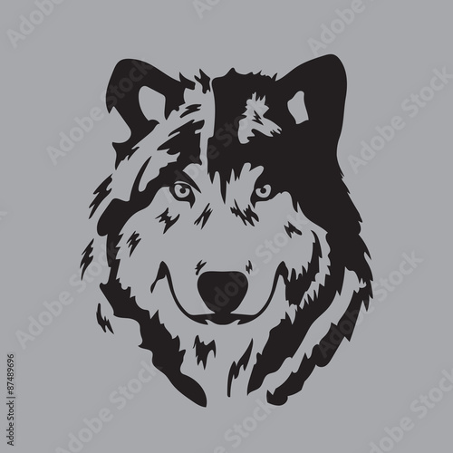 wolf face in gray background