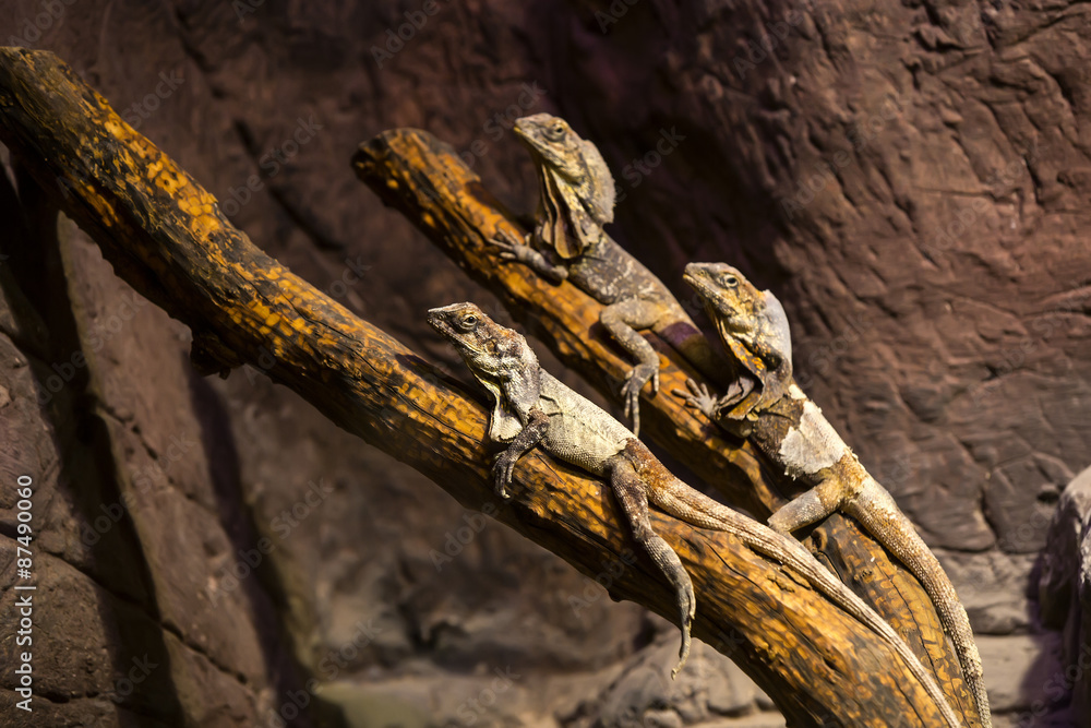 live wild reptiles lizards shot close-up in nature live wild reptiles lizards shot close-up in nature