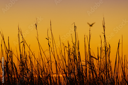 canne al tramonto © Manolo Tatti