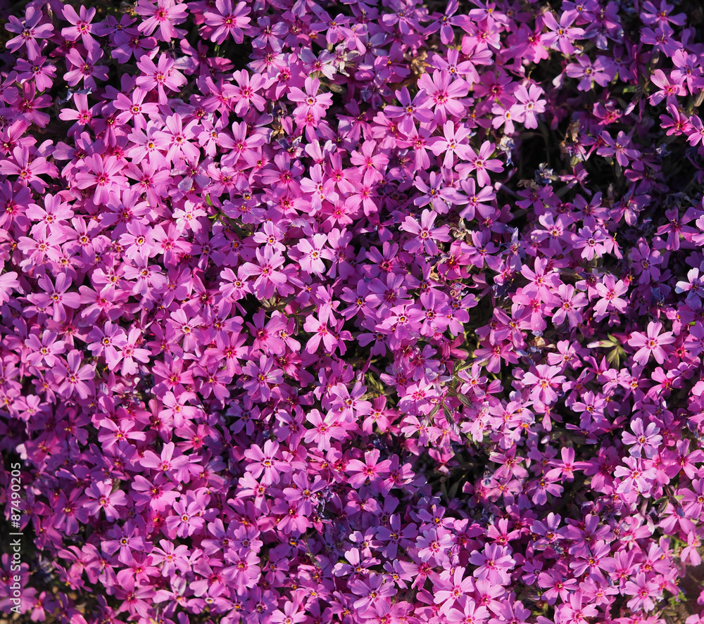 violets flowers. background