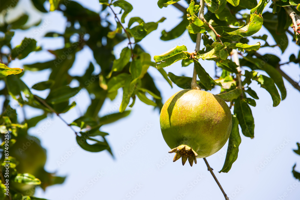pomegranate fruit ripen on the tree branch pomegranate fruit ripen on the tree branch