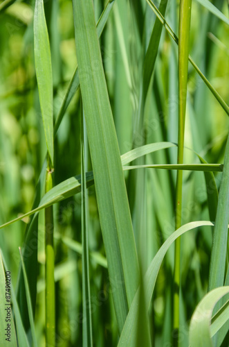 Wide flat green grass texture