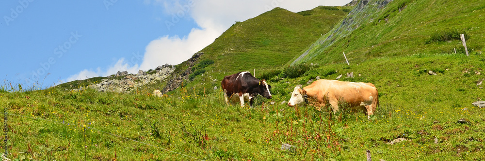 Naklejka premium kühe auf der alm