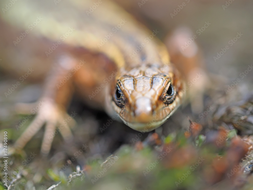 Naklejka premium Lizard in the forest