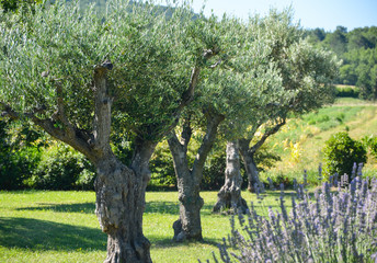 Tischdekoration mit Olivenbaum-Motiven: Mediterraner Flair fr Ihr Zuhause